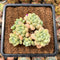 Graptopetalum 'Rococo' 3" Cluster Succulent Plant Cutting