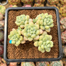 Graptopetalum 'Rococo' 3" Cluster Succulent Plant Cutting