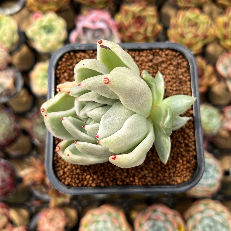 Echeveria Agavoides 'Saint Louis' Variegated 2"-3" Succulent Plant Cutting