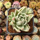 Echeveria Agavoides 'Saint Louis' Variegated 2"-3" Succulent Plant Cutting