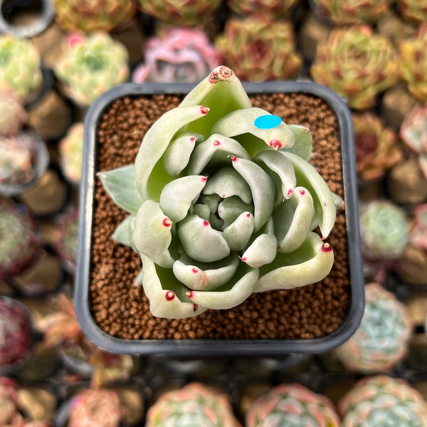 Echeveria Agavoides 'Saint Louis' Variegated 2"-3" Succulent Plant Cutting