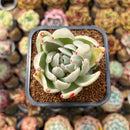 Echeveria Agavoides 'Saint Louis' Variegated 2"-3" Succulent Plant Cutting