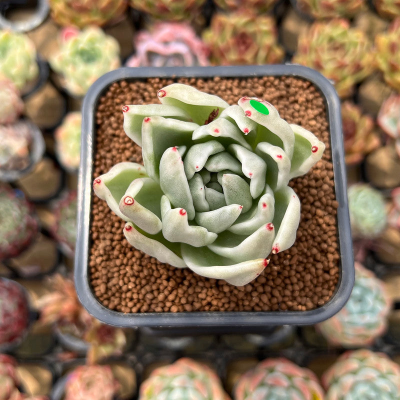 Echeveria Agavoides 'Saint Louis' Variegated 2"-3" Succulent Plant Cutting