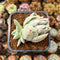 Echeveria Agavoides 'Saint Louis' Variegated 2"-3" Succulent Plant Cutting