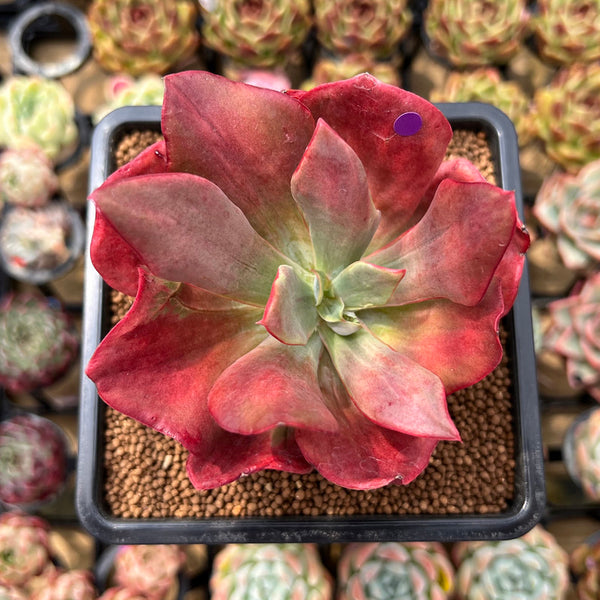 Echeveria 'Diamond State' Variegated 3" Succulent Plant