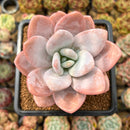 Pachyphytum 'Pink Frevel' 3"-4" Succulent Plant Cutting