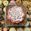 Echeveria 'Lotus' 2" Succulent Plant Cutting