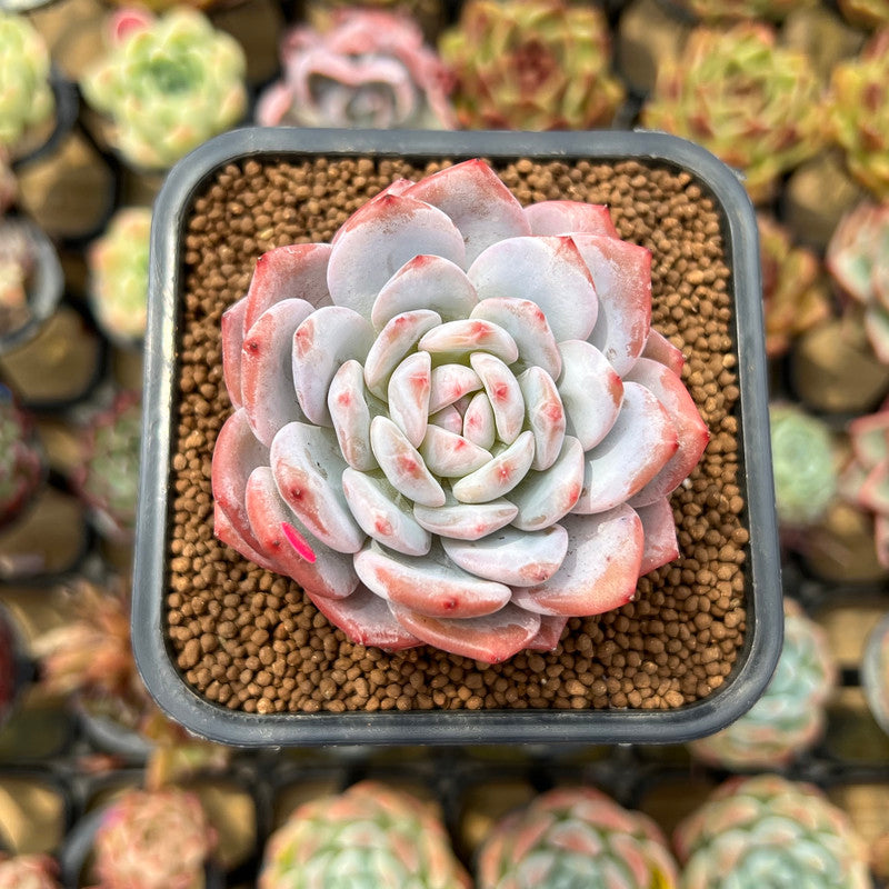 Echeveria 'Lotus' 2" Succulent Plant Cutting