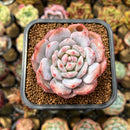 Echeveria 'Lotus' 2" Succulent Plant Cutting