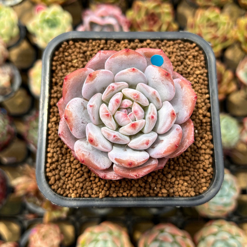 Echeveria 'Lotus' 2" Succulent Plant Cutting