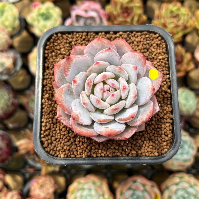 Echeveria 'Lotus' 2" Succulent Plant Cutting