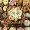 Echeveria 'Strawberry Boba' 2" Succulent Plant Cutting