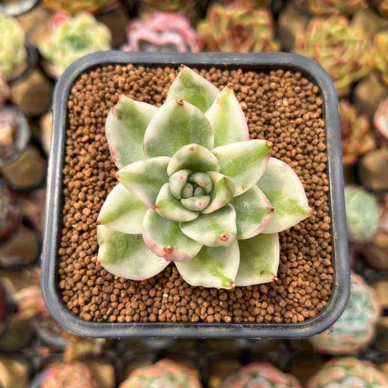 Echeveria Agavoides 'Elkhorn' Variegated 2" Succulent Plant Cutting