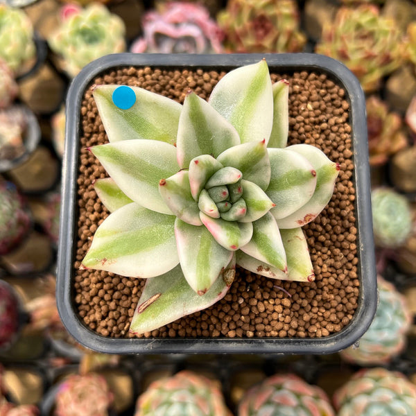 Echeveria Agavoides 'Elkhorn' Variegated 2" Succulent Plant Cutting