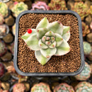 Echeveria Agavoides 'Elkhorn' Variegated 2" Succulent Plant Cutting