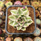 Echeveria Agavoides 'Elkhorn' Variegated 2" Succulent Plant Cutting