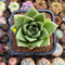 Echeveria Agavoides 'Wrinkle Maria' Wide-Leaf 2" Succulent Plant Cutting