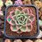 Echeveria 'Starboss' Variegated 2" Succulent Plant Cutting