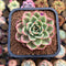 Echeveria 'Starboss' Variegated 2" Succulent Plant Cutting