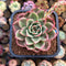 Echeveria 'Starboss' Variegated 2" Succulent Plant Cutting