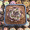 Echeveria sp. 2" Succulent Plant Cutting