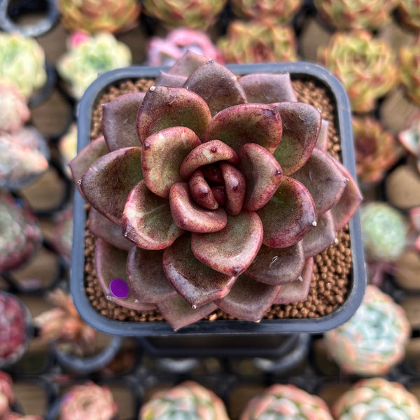 Echeveria 'Pine Rose' 2" Succulent Plant Cutting