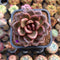 Echeveria 'Pine Rose' 2" Succulent Plant Cutting