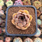 Echeveria 'Mirine' 2" Succulent Plant Cutting