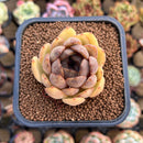 Echeveria 'Mirine' 2" Succulent Plant Cutting