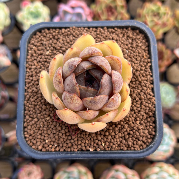 Echeveria 'Mirine' 2" Succulent Plant Cutting