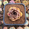 Echeveria 'Mirine' 2" Succulent Plant Cutting