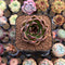 Echeveria 'Fushike' 2" Succulent Plant Cutting