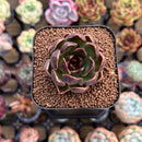 Echeveria 'Fushike' 2" Succulent Plant Cutting