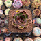 Echeveria 'Fushike' 2" Succulent Plant Cutting