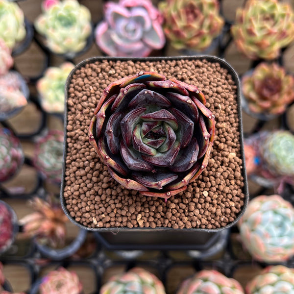 Echeveria 'Black Tan' 2" Succulent Plant Cutting