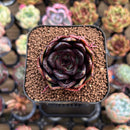 Echeveria 'Black Tan' 2" Succulent Plant Cutting