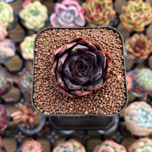 Echeveria 'Black Tan' 2" Succulent Plant Cutting