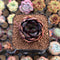 Echeveria 'Black Tan' 2" Succulent Plant Cutting