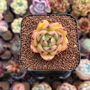 Echeveria 'Champaign' Hybrid 1" Succulent Plant Cutting