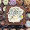 Echeveria 'Onslow' Variegated 1" Succulent Plant