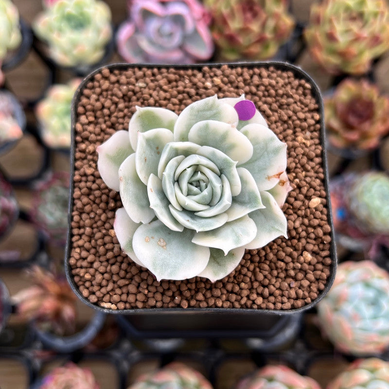 Echeveria 'Onslow' Variegated 1" Succulent Plant