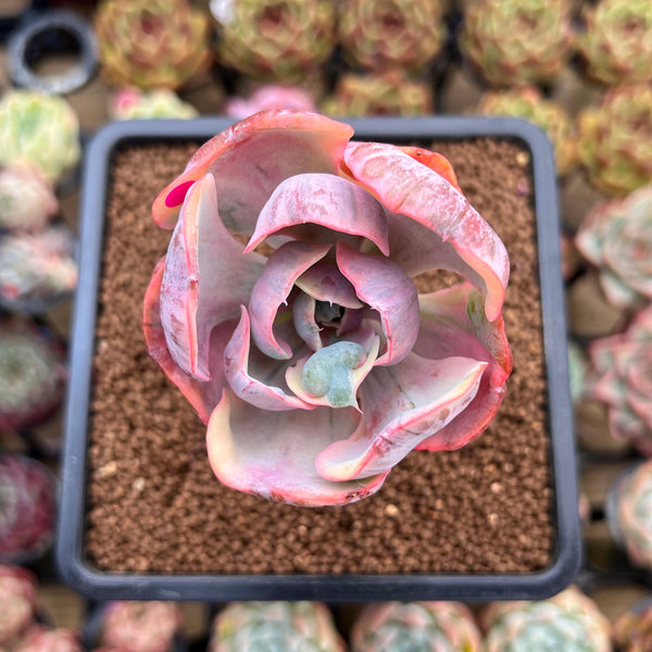 Echeveria 'Beyonce' Variegated 2" Succulent Plant