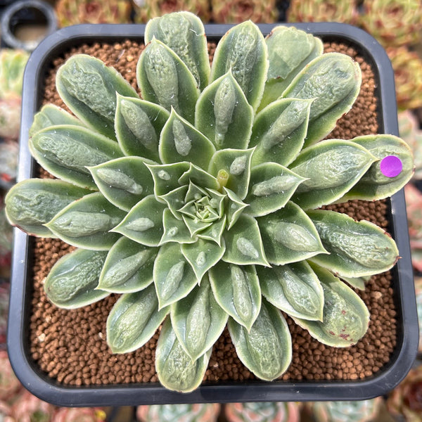 Echeveria Longissima Heavily Carunculated 4"-5 Succulent Plant