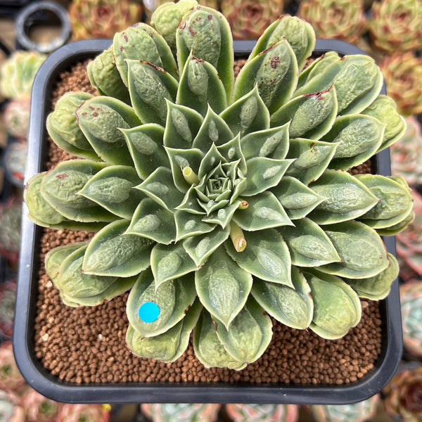 Echeveria Longissima Heavily Carunculated 4"-5 Succulent Plant