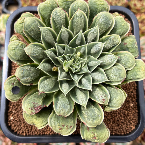 Echeveria Longissima Heavily Carunculated 4"-5 Succulent Plant