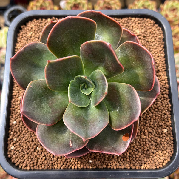 Echeveria 'Blue Metal' 4" Succulent Plant Cutting