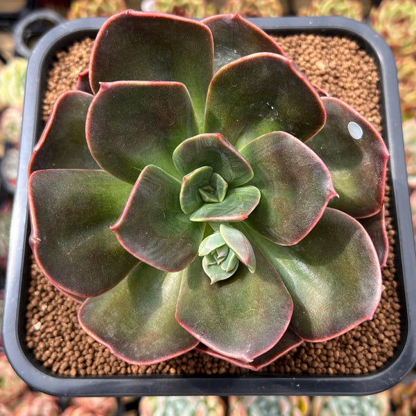 Echeveria 'Blue Metal' 4" Succulent Plant Cutting