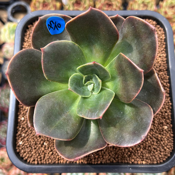 Echeveria 'Blue Metal' 4" Succulent Plant Cutting