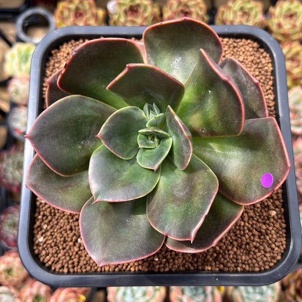 Echeveria 'Blue Metal' 4" Succulent Plant Cutting