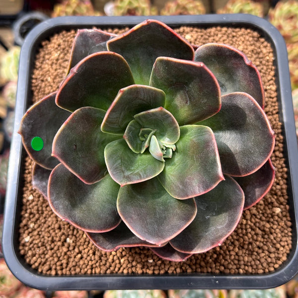 Echeveria 'Blue Metal' 4" Succulent Plant Cutting